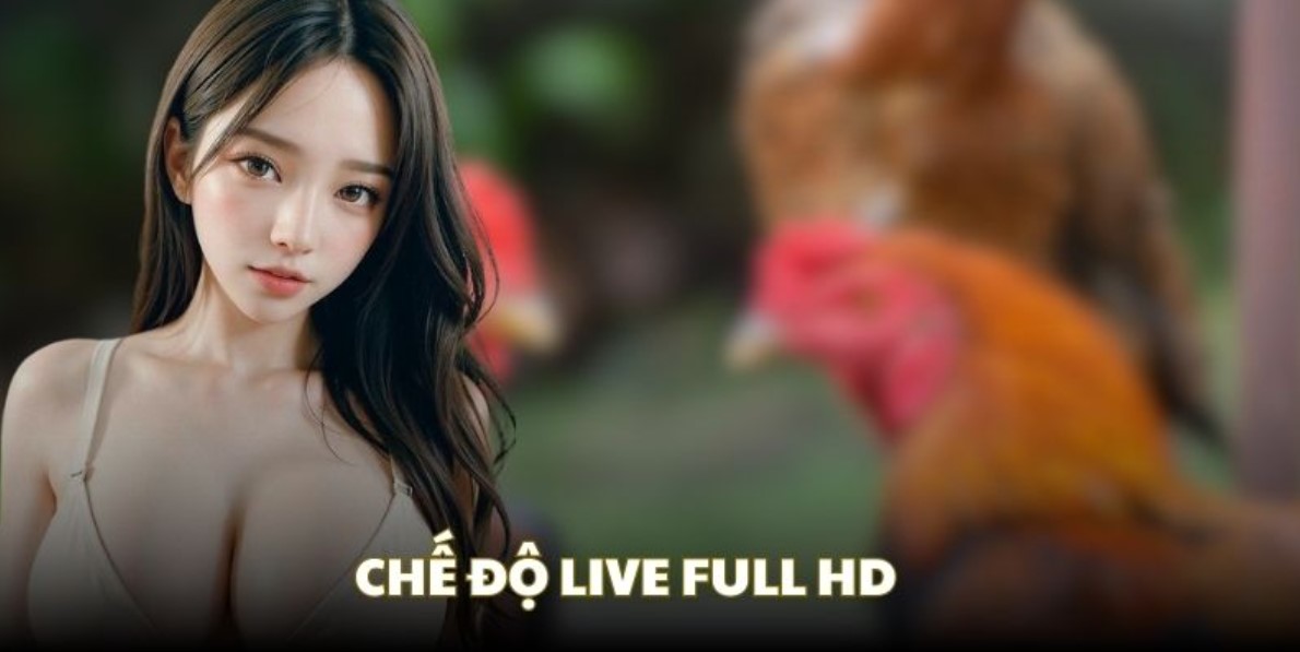 Đá gà cựa dao Rikbet | Đấu trường chọi gà đầy kịch tính 2 Khám phá sức hấp dẫn của đá gà cựa dao Rikbet
